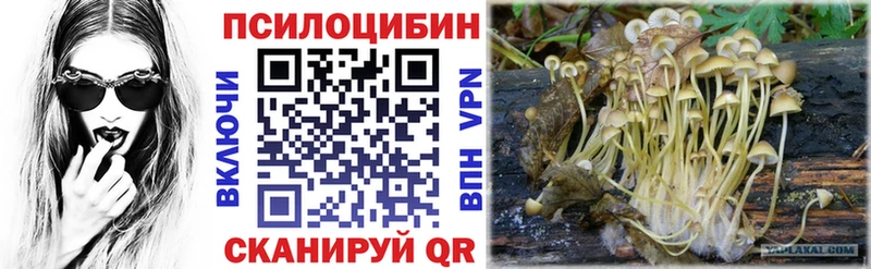 гидра tor  наркотики  Тихвин  Галлюциногенные грибы Psilocybe 
